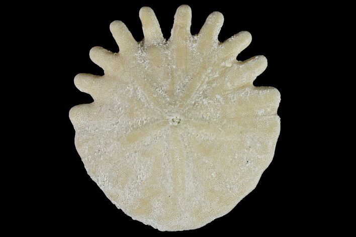 Fossil Sand Dollar (Heliophora) - Boujdour Province, Morocco #160277